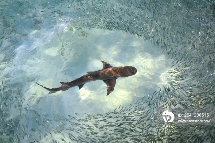 Shark swimming through school of fish