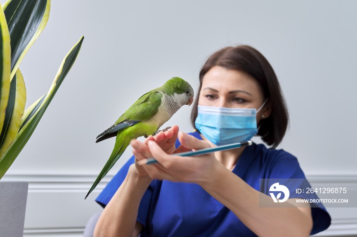 Doctor woman veterinarian examining a green Quaker parrot