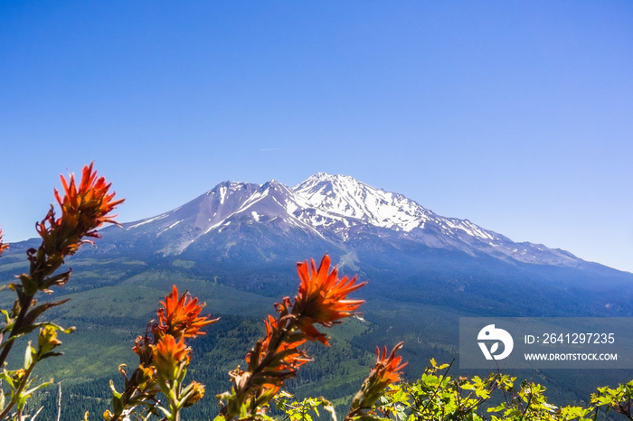 Mt Shasta summit covered in snow; Indian paintbrush (Castilleja) in bloom in the foreground, Siskiyo