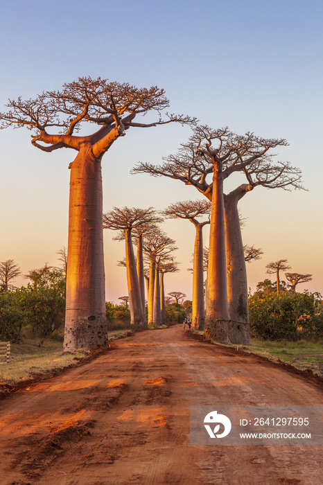 Avenue of the baobabs during sunset
