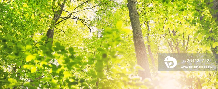 Panoramic view of the green summer beech forest. Sunlight through the mighty trees. Environmental co