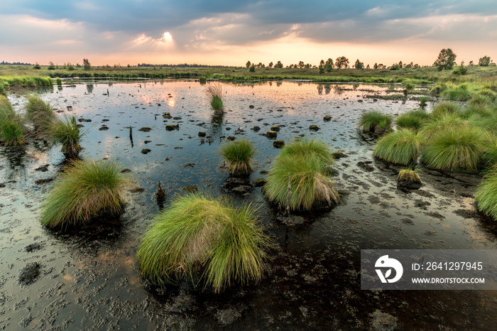 Hautes Fagnes Moor