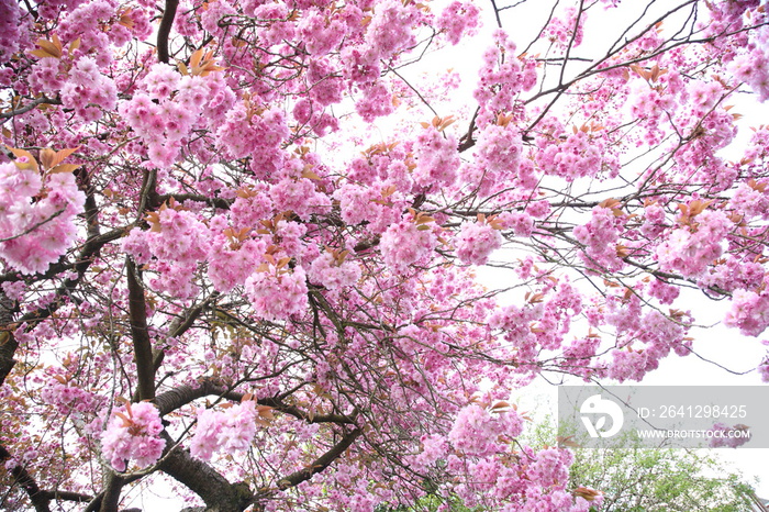 pink cherry blossom in spring