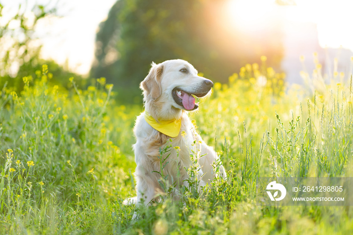 金毛猎犬坐在阳光灿烂的草地上