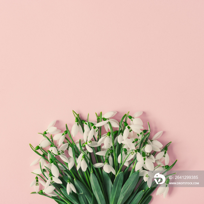 粉色背景下的雪花莲创意布局。简约的自然爱情背景。Sprin