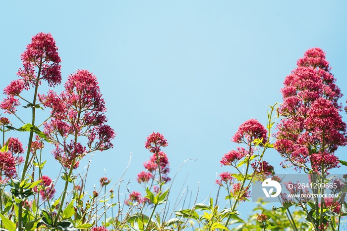 美丽的红色缬草花的特写镜头，背景是天空