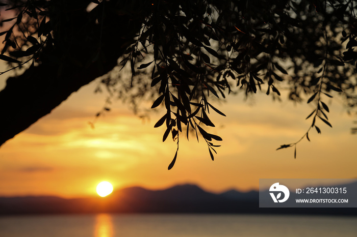 Sunset with olive trees on the Bardolino lake promenade