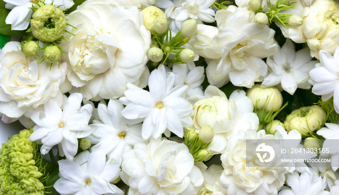 白色茉莉花鲜花