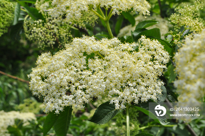 Elderflower or Sambucus nigra in full bloom in spring. Elderflower, European Elderberry, European Bl