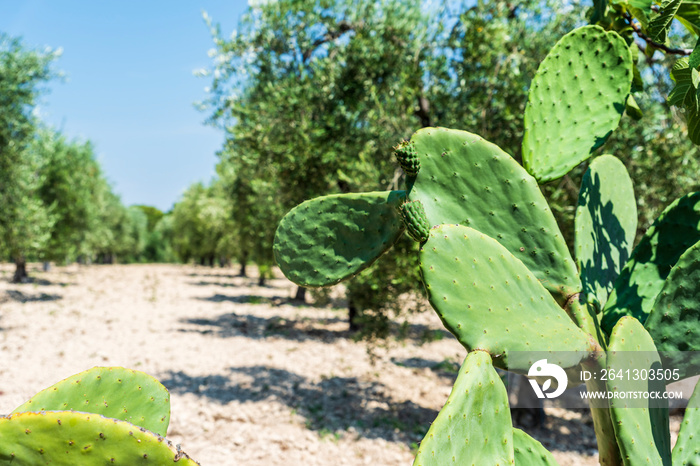 Prickly pears and olive trees