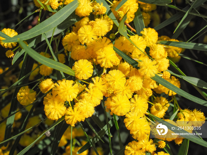 Acacia Pycnantha or golden wattle plant is shrub in the subfamily Mimosoideae of pea family Fabaceae