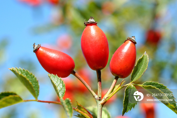 Dog rose hips. Rosa canina.