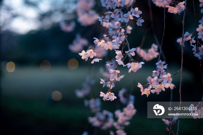 夜の枝垂れ桜