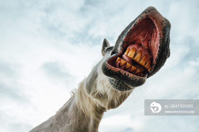 Funny low angle view of grinning horse mouth and teeth