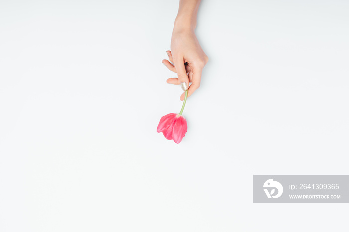 View from above of womans hand holding one beautiful pink tulip