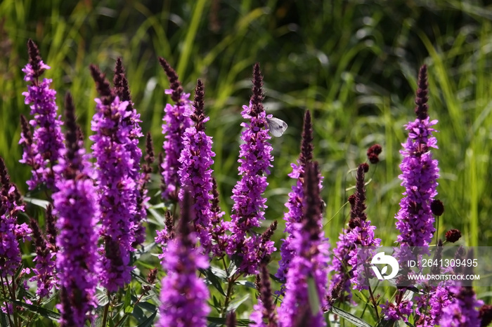 Blutweiderich, Lythrum salicaria