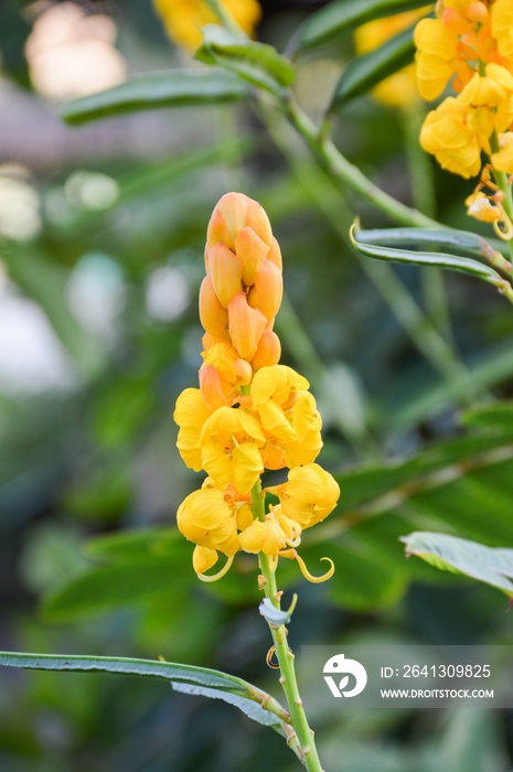 大自然花园里的黄金莲花