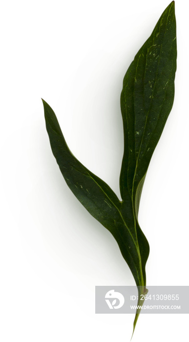 Peony Leaves