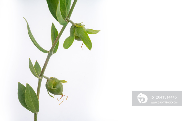 Jojoba bean green on plant stem, isolated