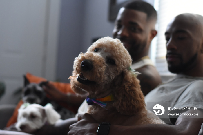 USA, Louisiana, Gay couple with dogs relaxing on sofa