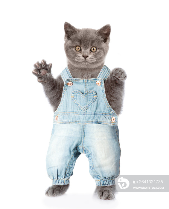 Fat cat in jeans overalls. isolated on white background
