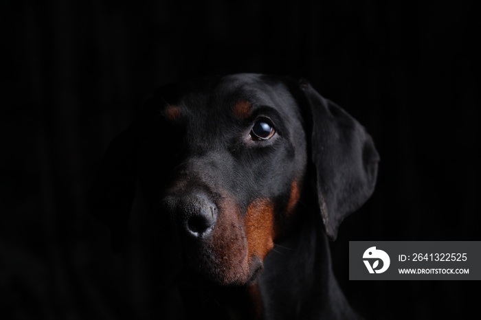 Uncropped dobermann  face portrait, gently staring forwards and to the right