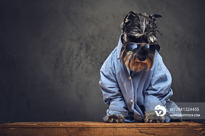 A dogs dressed in a blue shirt and sunglasses.