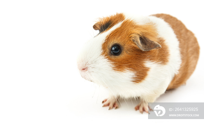 Guinea pig isolated on white