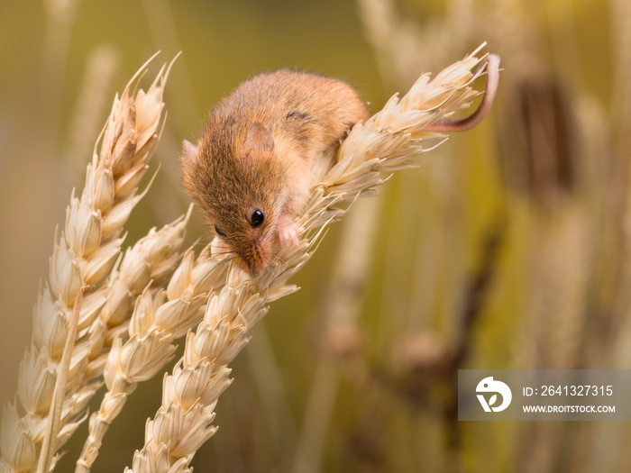 Micromys minutus mouse