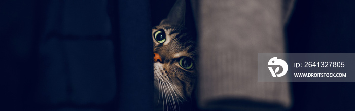 Funny scared tabby pet cat hiding in clothes at closet. Cute adorable surprised domestic animal with