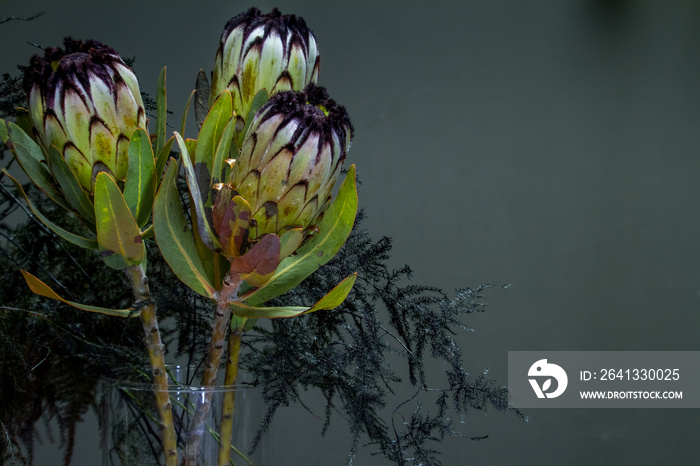 黑色变形蛋白和芦笋的魔鬼花束，装在玻璃花瓶里，背景暗，选择性聚焦