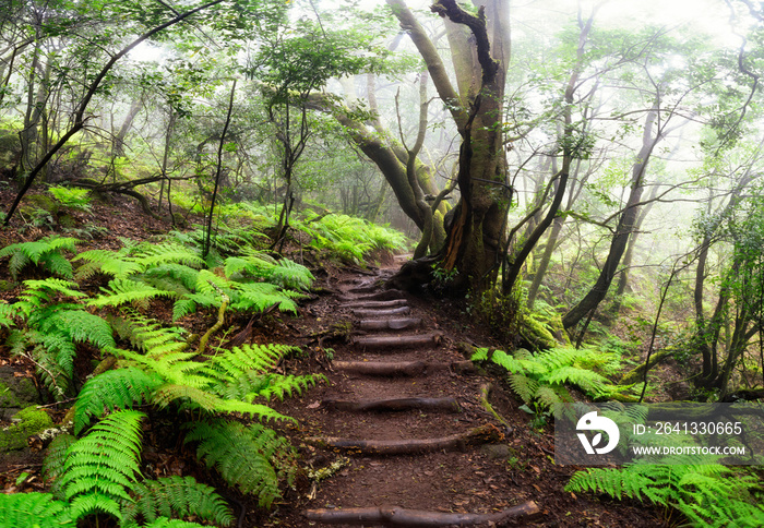 forêt primaire de la Gomera