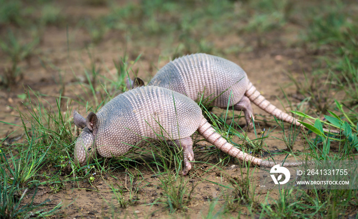 幼年九带Armadillos（Dasypus novemcinctus）在花园里挖掘食物