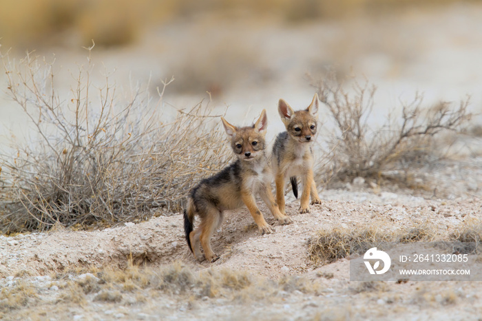 Pups of a black backed jackal playing around the den in Etosha National Park in Namibia