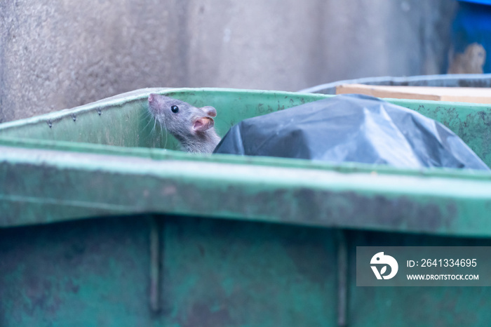 老鼠在大城市的垃圾桶里吃东西