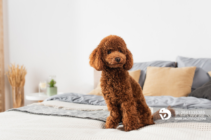 groomed poodle sitting on bed at home.