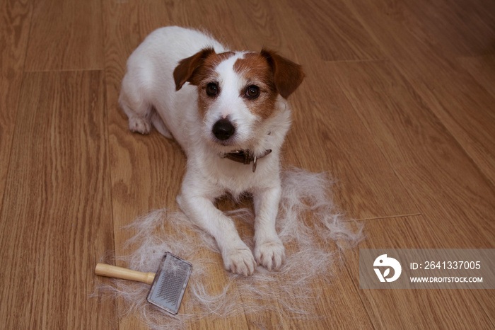 FURRY JACK RUSSELL DOG, SHEDDING HAIR DURING MOLT SEASON, AFTER ITS OWNER  BRUSHED OR GROOMING WITH 
