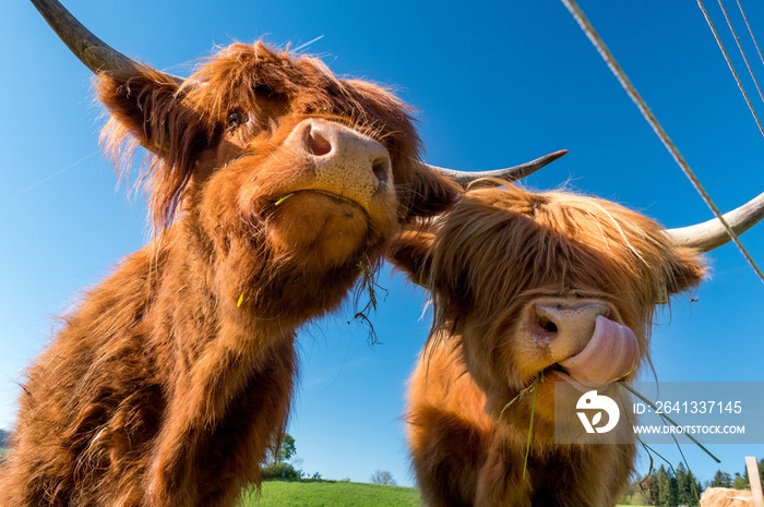 two hairy Scottish highland cattles on a green meadow in switzerland