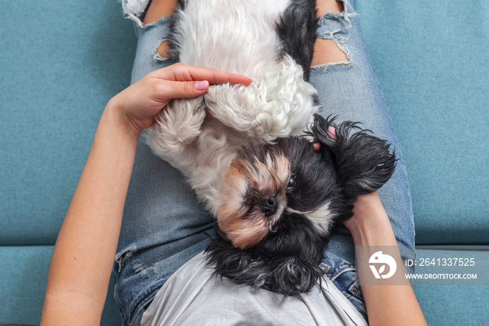 有趣可爱的狗坐在女孩腿上的沙发上。西施犬品种。宠物。家常。