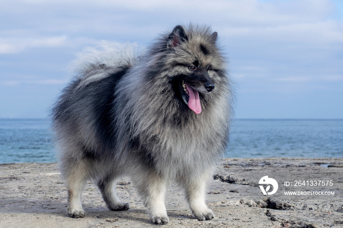 伸出舌头的基绍德犬站在码头上，背景是大海。