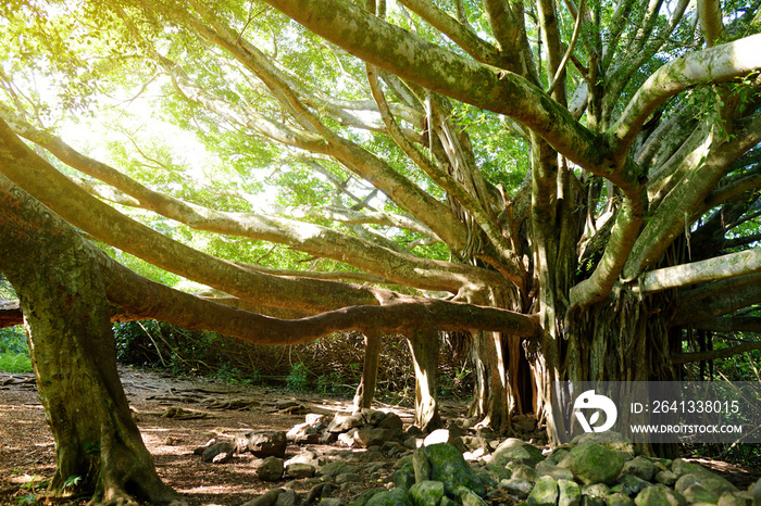 夏威夷毛伊岛著名的皮皮维小径上生长的巨型榕树的树枝和悬根