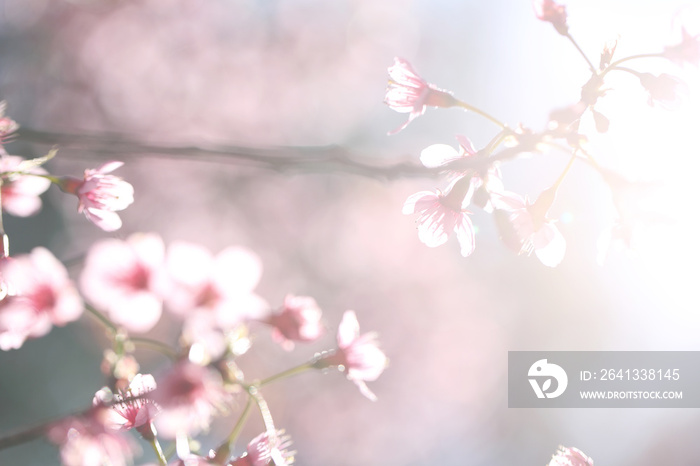 cherry blossoms , sakura flower in close up