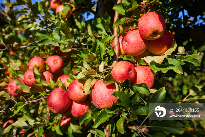 picture of a Ripe Apples in Orchard ready for harvesting,Morning shot