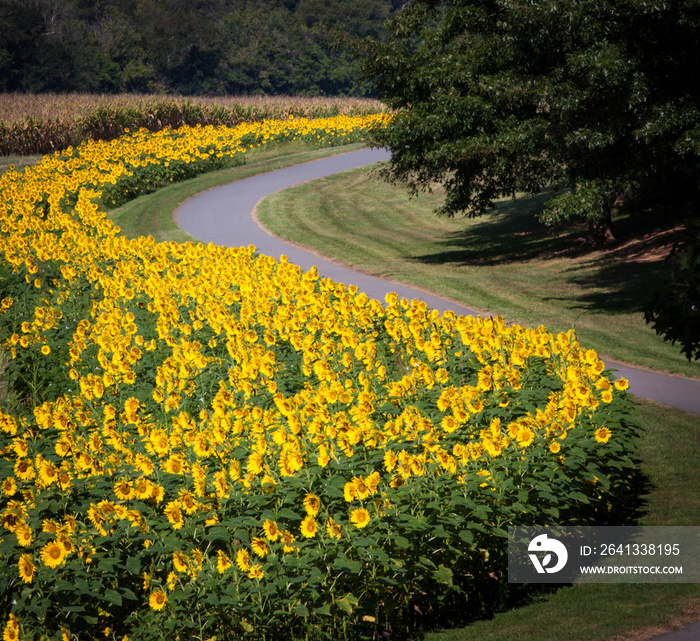 Field of sunflowers facing the sun