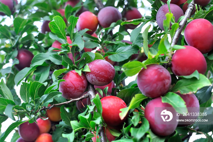 close-up of ripe plums on a tree branch in the orchard