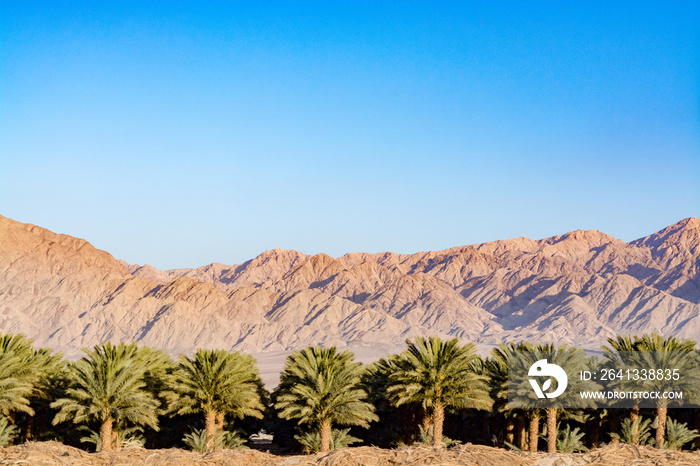 Landscape with plantation of Phoenix dactylifera, date or date palm trees in Arava desert, Israel, c