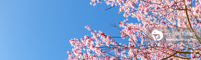 全景向上看大樱桃树在阳光明媚的春天蓝天下绽放花朵