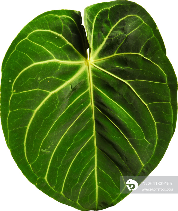 Green Leaf Plant Isolated