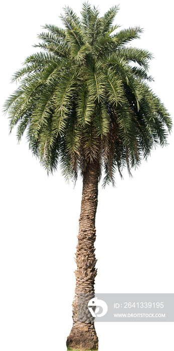 棕榈树隔离