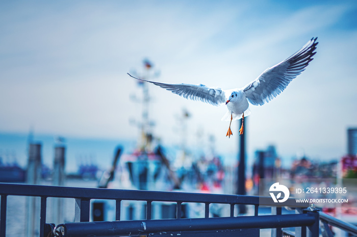 Möwe im Landeanflug am Hamburger Hafen